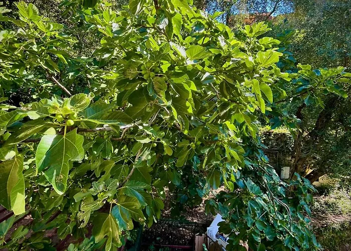 別荘 Casa Olive 53 Monte